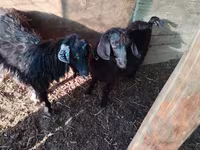 Bode, Cabras — foto 4