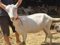 बकरी, Saanen goat — फ़ोटो 1