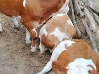 सांड, गोलस्टीन नस्ल — फ़ोटो 1