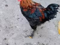 marans — foto 1