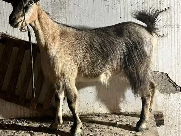 Chèvre, Alpine goat