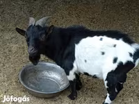 公山羊, Nigerian dwarf goats — 照片 1