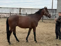 Hengst, Thoroughbred horse — Foto 3