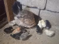 Chickens — Foto 1