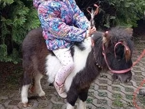 Cheval, Falabella