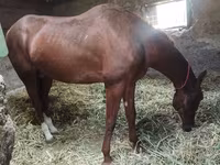 Caballo, Akhal-Teke — foto 5