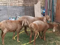 भेड़, Arashan sheep — फ़ोटो 4