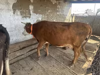 雌牛, Latvian Blue cattle — 写真 2