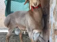 Ram, Rhon sheep — photo 7