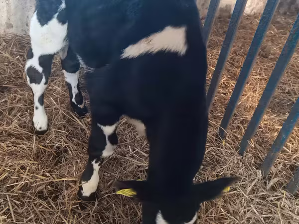 Toro, Ganado vacuno