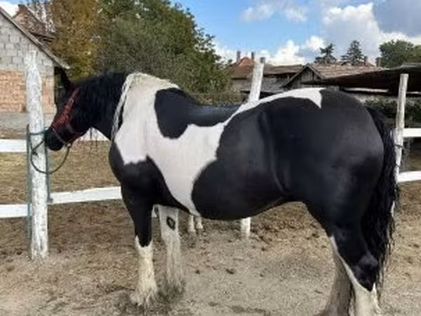 Mare, Gypsy horse
