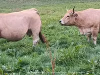 Vaca, Aubrac cattle — foto 2