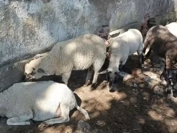 Баран, Tsigai sheep