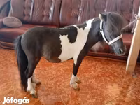 Cheval, Falabella — photo 2