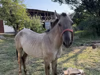 Horse (M), Tiger horse — photo 4