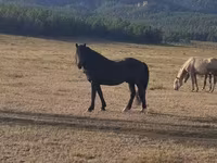 Horse (M), New Altai Horse — photo 1