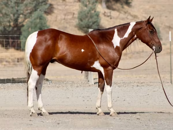 Hengst, American paint horse