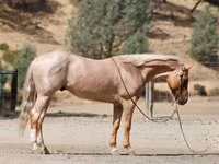 Horse (M), Quarter Horse — photo 6