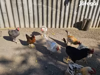 Chickens — photo 3