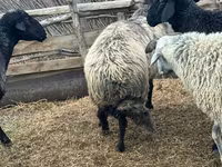Carnero, Karakul sheep — foto 2