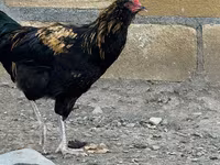 Ameraucana — Foto 2