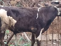 公牛, Red-spotted breed — 照片 1