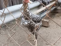 Gallina checa dorada veteada — foto 6
