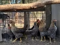 Chickens — Foto 3