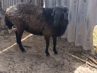Carnero, Karakul sheep — foto 1