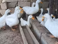 जर्मन पेकिन — फ़ोटो 3