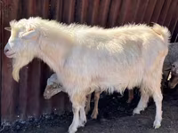 Boucs, Saanen goat — photo 2
