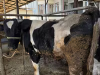 Бик, Russian Black pied cattle — фото 3