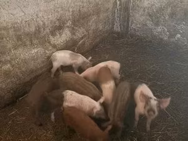 Säue, Schweine