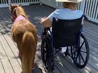 فرس, Miniature horse — الصورة 5