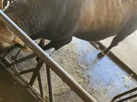 Býk, Swiss cattle — foto 8