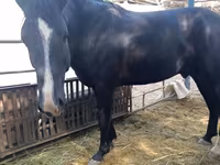 Hengst, Friesian sport horse — Foto 2