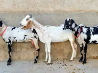 Goat, Beetal goats — photo 2