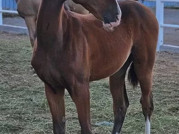 Caballo, Akhal-Teke