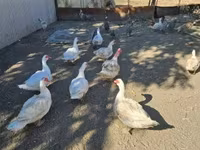 Canard musqué domestique — photo 1