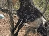 Bode, Pomellata goat — foto 3