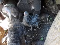 Chickens — foto 1