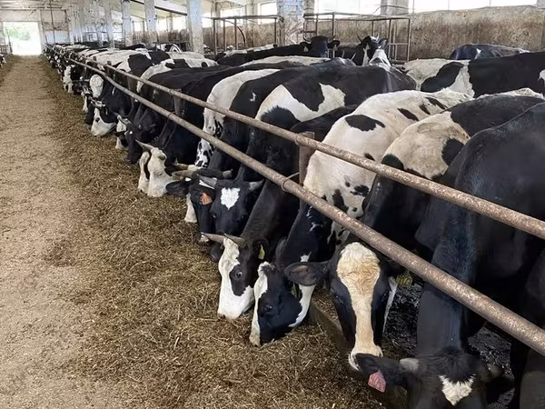 Vache, Yaroslavl cattle