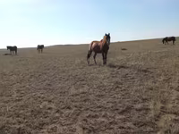 母马, Mugalzhar horse — 照片 2