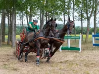 घोड़ा, Nonius horse — फ़ोटो 6