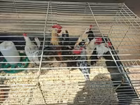 Bantam Holandês — foto 2