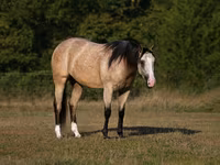 Klisna, Quarter Horse — foto 2