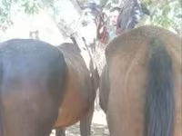 Cheval, Furioso-North Star — photo 1