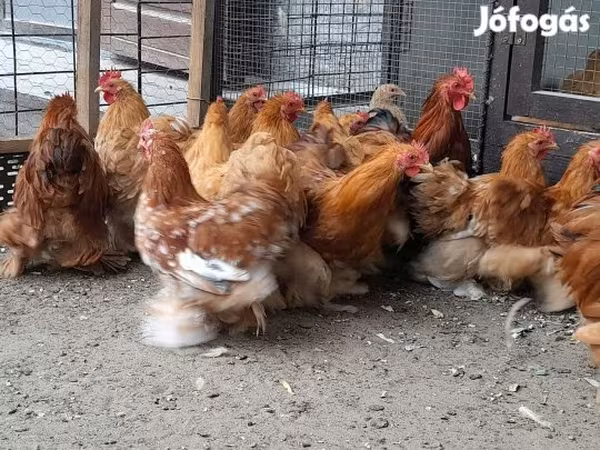 بيكين بانتام