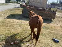 Cheval, Chilean horse — photo 3