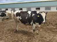 Vache, Russian Black pied cattle — photo 5